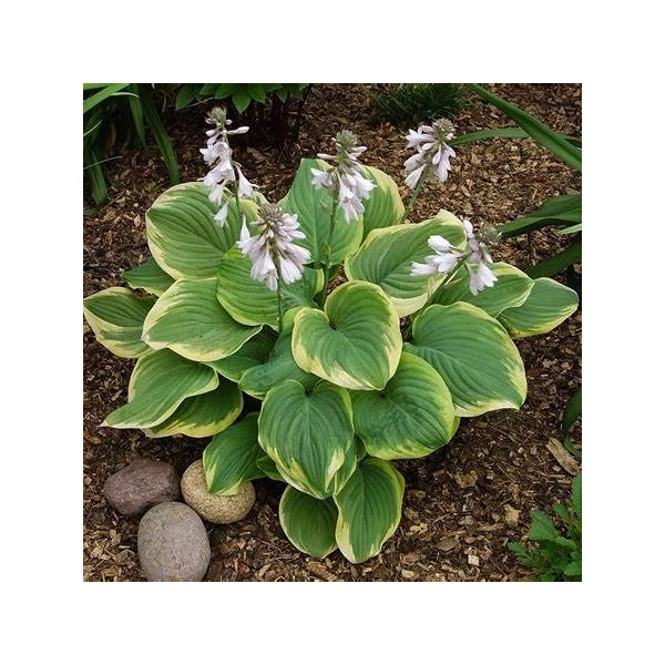 Hosta 'Fragrant Bouquet' – Árnyékliliom