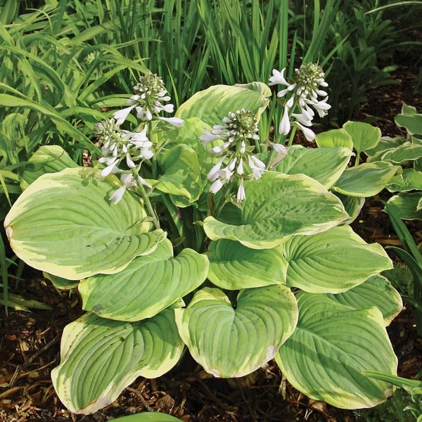 Hosta 'Fragrant Bouquet' – Árnyékliliom