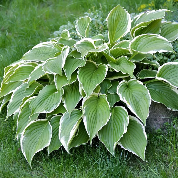 Hosta fortunei 'Francee' - Árnyékliliom