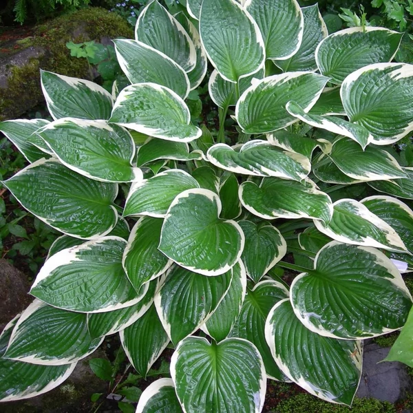 Hosta fortunei 'Francee' - Árnyékliliom
