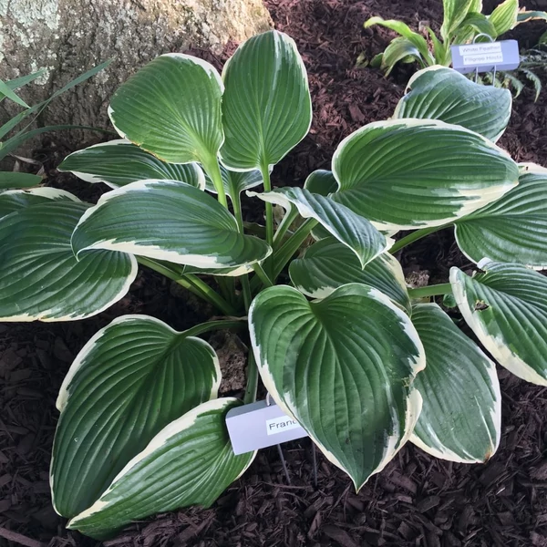 Hosta fortunei 'Francee' - Árnyékliliom