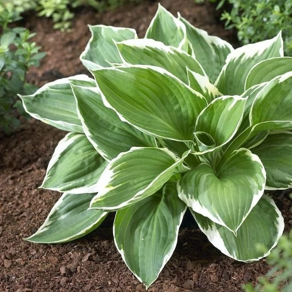 Hosta fortunei 'Francee' - Árnyékliliom