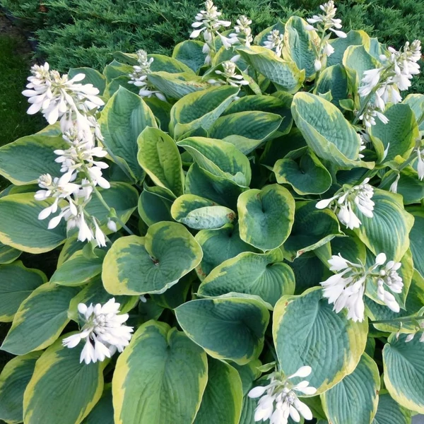 Hosta sieboldiana 'Frances Williams' - Árnyékliliom