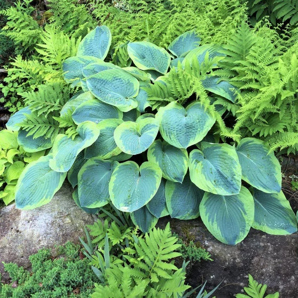 Hosta sieboldiana 'Frances Williams' - Árnyékliliom