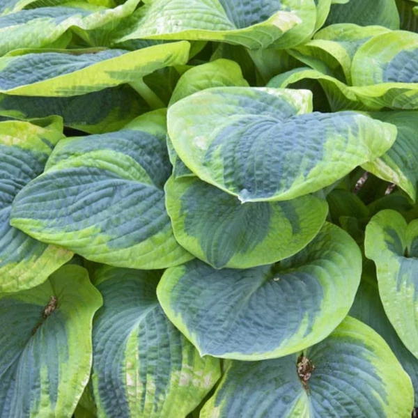 Hosta sieboldiana 'Frances Williams' - Árnyékliliom