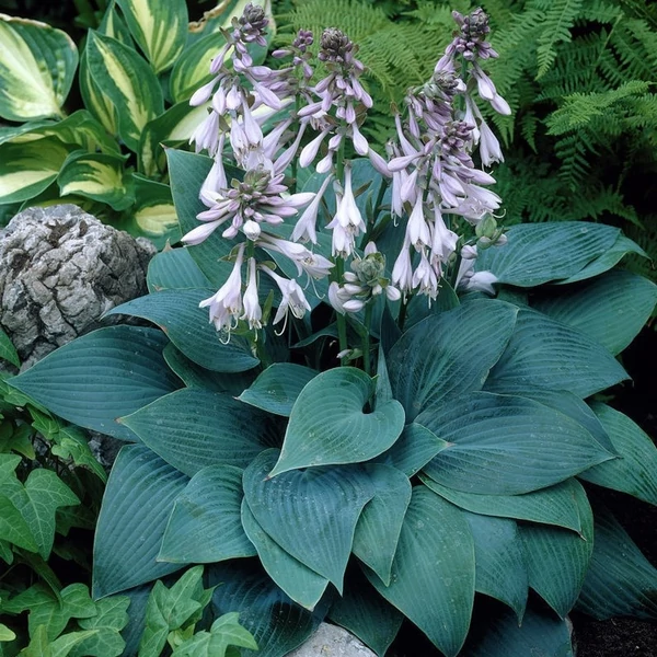 Hosta 'Halcyon' - Árnyékliliom