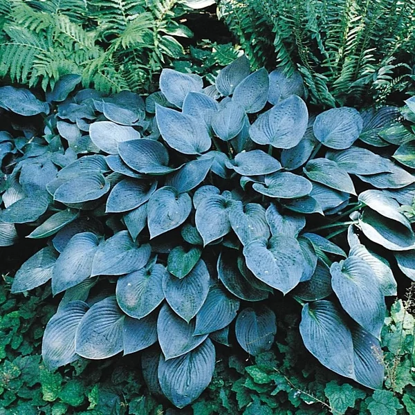 Hosta 'Halcyon' - Árnyékliliom