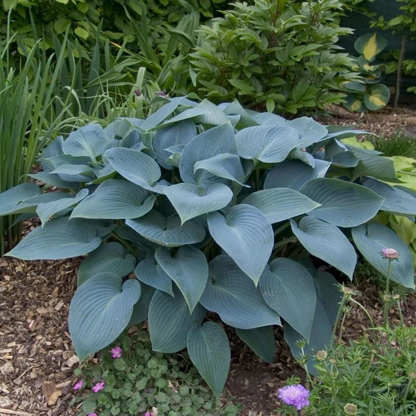 Hosta 'Halcyon' - Árnyékliliom