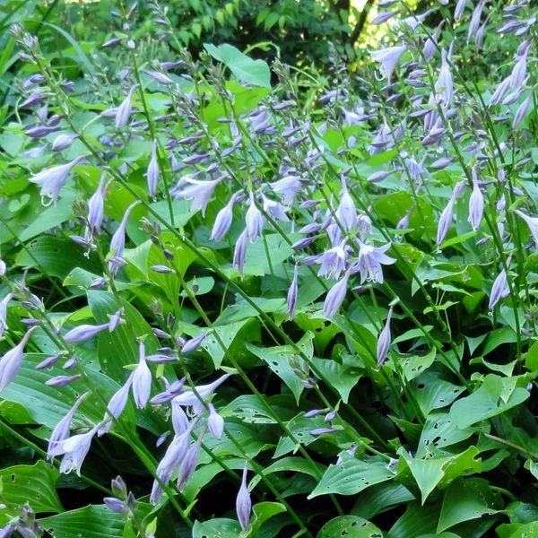 Hosta lancifolia – Lándzslevelű árnyékliliom