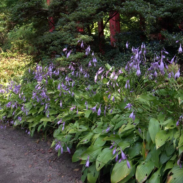Hosta lancifolia – Lándzslevelű árnyékliliom