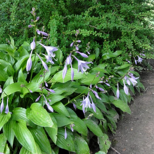 Hosta lancifolia – Lándzslevelű árnyékliliom