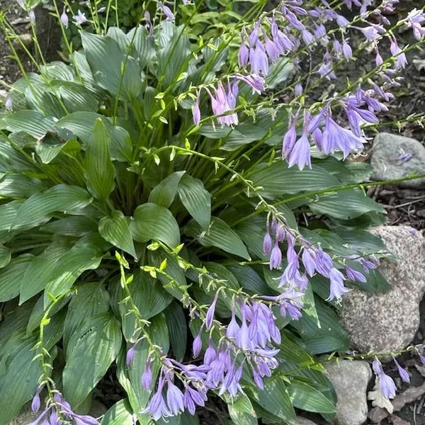 Hosta lancifolia – Lándzslevelű árnyékliliom