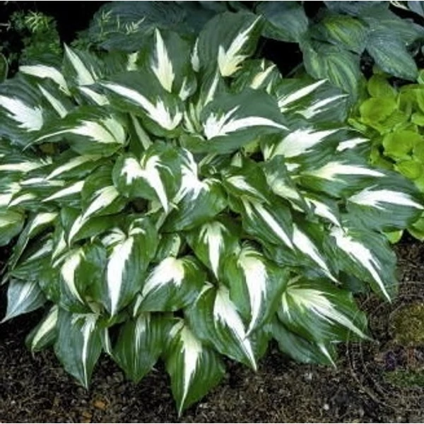 Hosta 'Night Before Christmas' – Árnyékliliom
