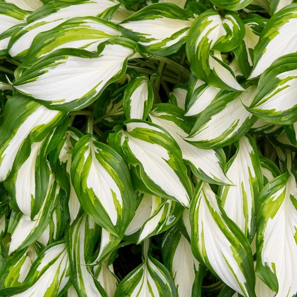 Hosta 'Night Before Christmas' – Árnyékliliom