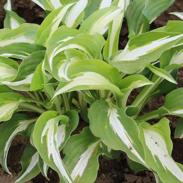 Hosta 'Night Before Christmas' – Árnyékliliom