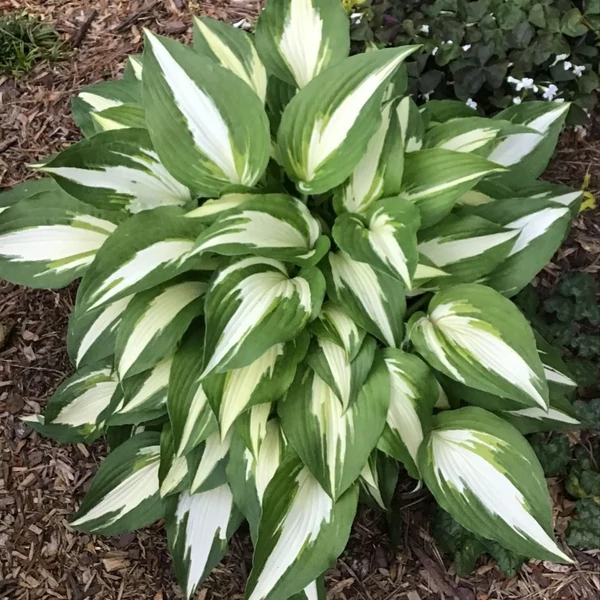 Hosta 'Night Before Christmas' – Árnyékliliom