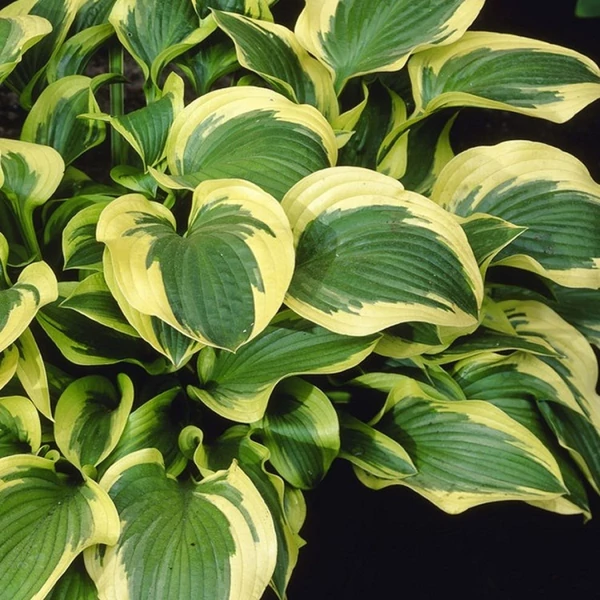 Hosta 'Queen Josephine' – Árnyékliliom