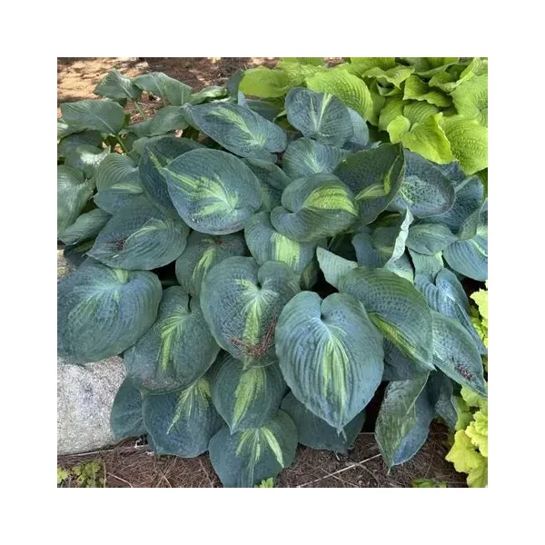 Hosta Shadowland 'Hudson Bay' – Árnyékliliom