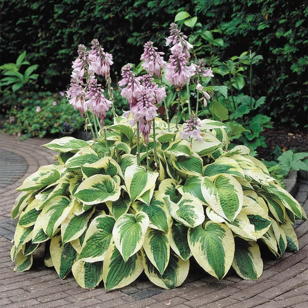 Hosta 'Wide Brim' - Árnyékliliom