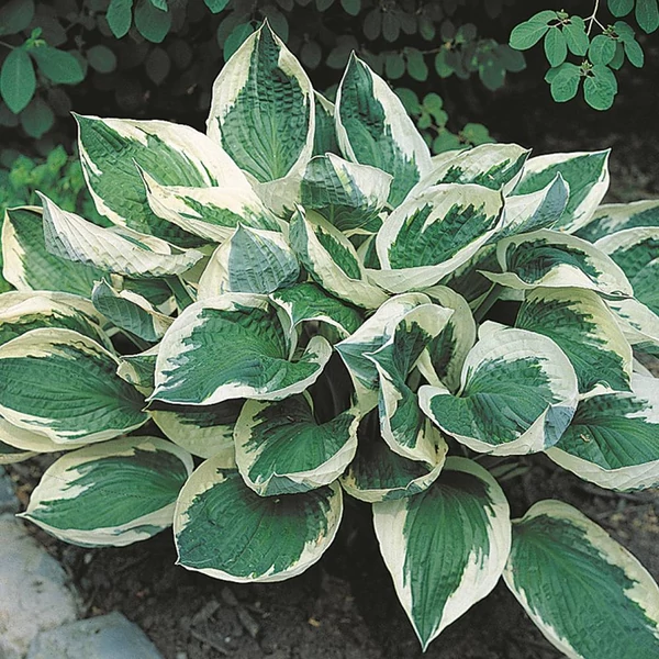 Hosta 'Wide Brim' - Árnyékliliom