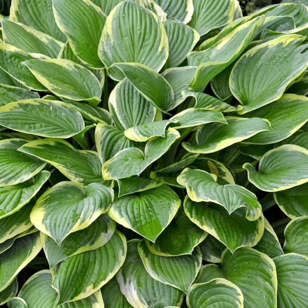 Hosta 'Wide Brim' - Árnyékliliom