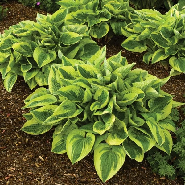 Hosta 'Wide Brim' - Árnyékliliom
