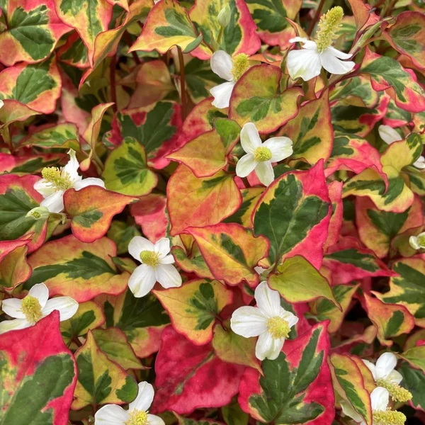 Houttuynia cordata 'Chameleon' – Kaméleonlevél