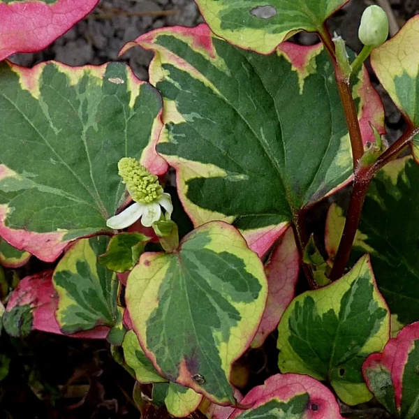 Houttuynia cordata 'Chameleon' – Kaméleonlevél