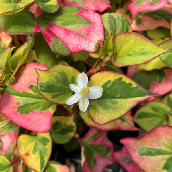 Houttuynia cordata 'Chameleon' – Kaméleonlevél