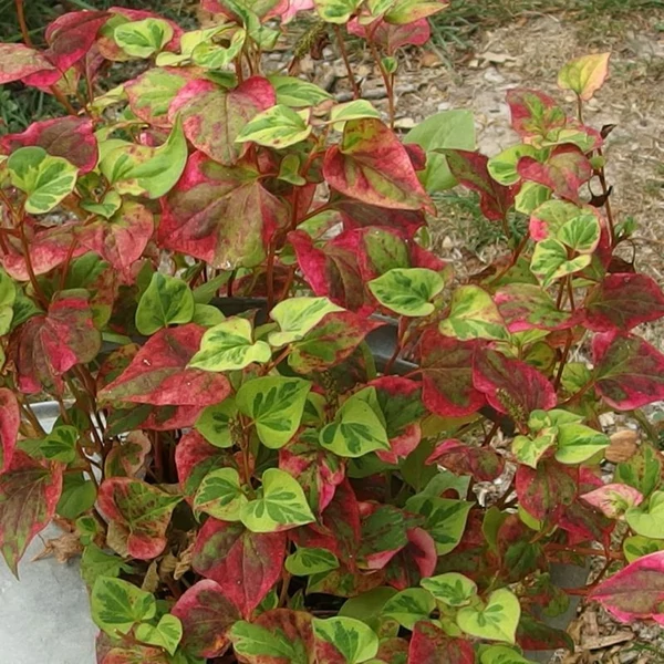 Houttuynia cordata 'Chameleon' – Kaméleonlevél