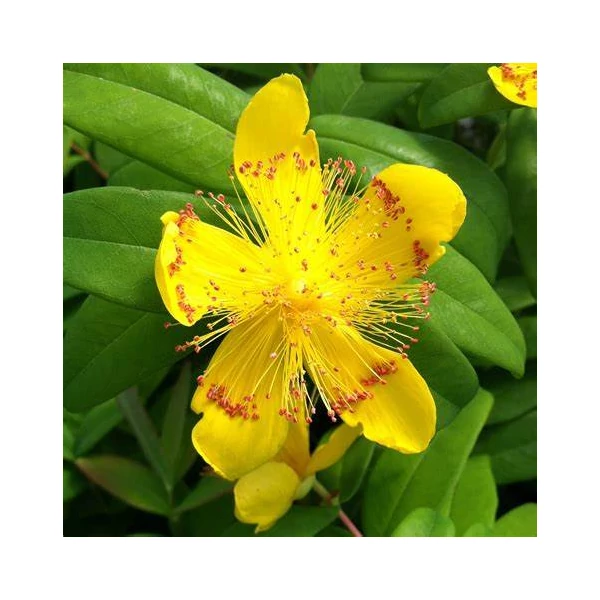 Hypericum calycinum - Örökzöld orbáncfű