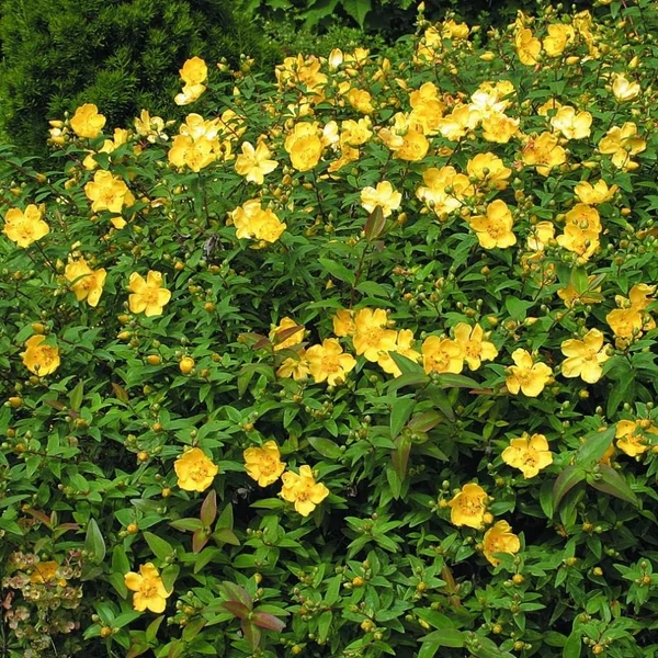 Hypericum calycinum - Örökzöld orbáncfű