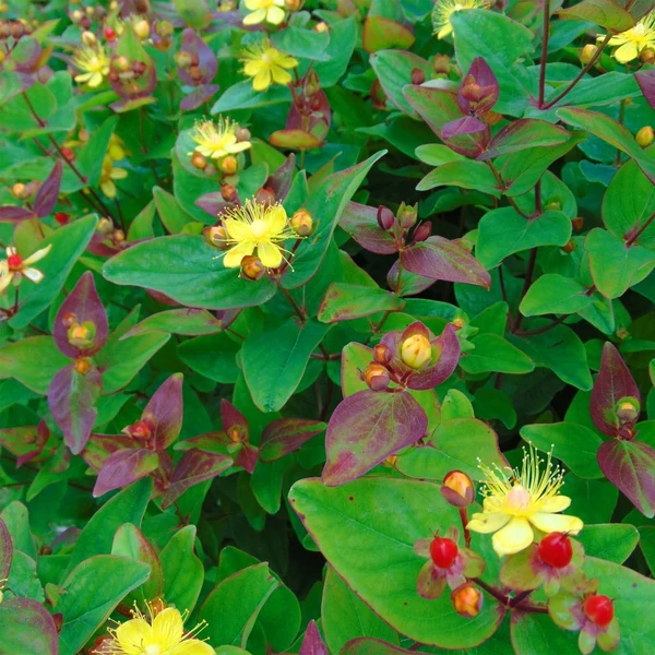 Hypericum x inodorum 'Rheingold' – Bordó bogyós orbáncfű