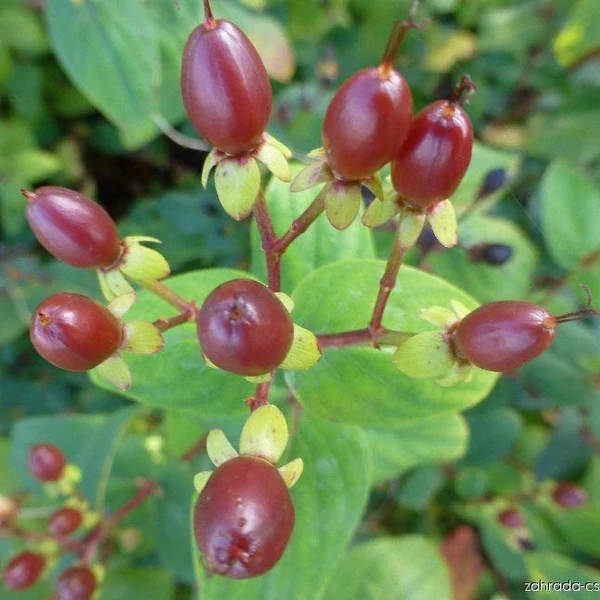 Hypericum x inodorum 'Rheingold' – Bordó bogyós orbáncfű
