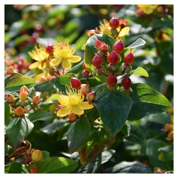 Hypericum x inodorum 'Rheingold' – Bordó bogyós orbáncfű