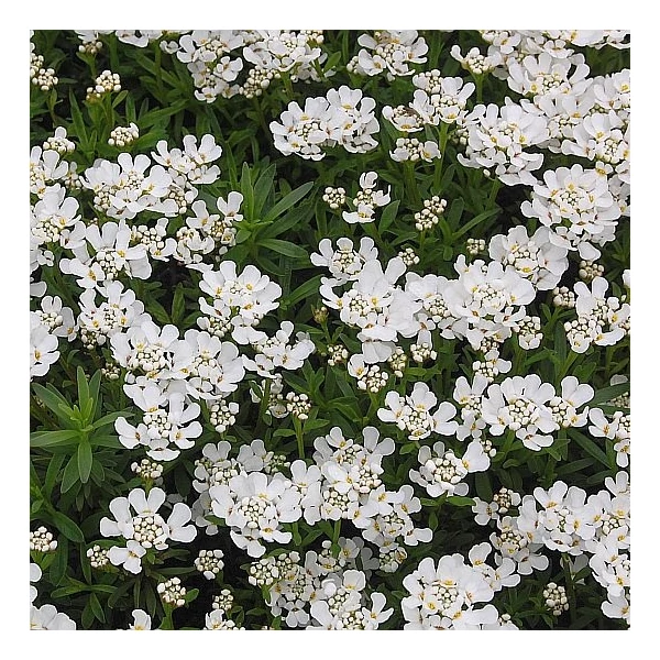 Iberis sempervirens 'Fischbeck' - Örökzöld tatárvirág