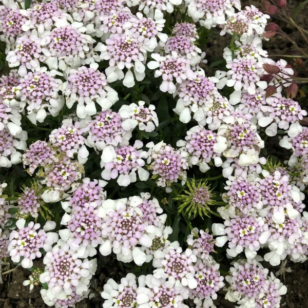 Iberis sempervirens 'Pink Ice' – Örökzöld tatárvirág