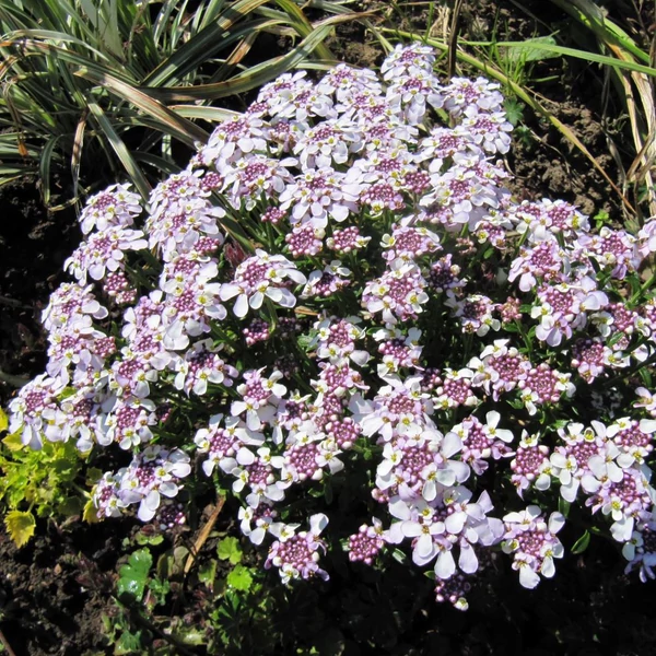 Iberis sempervirens 'Pink Ice' – Örökzöld tatárvirág