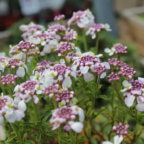 Iberis sempervirens 'Pink Ice' – Örökzöld tatárvirág