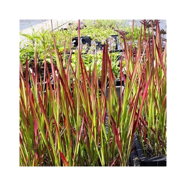 Imperata cylindrica 'Red Baron' - Alangfű