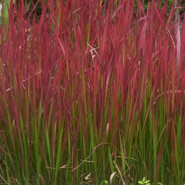 Imperata cylindrica 'Red Baron' - Alangfű