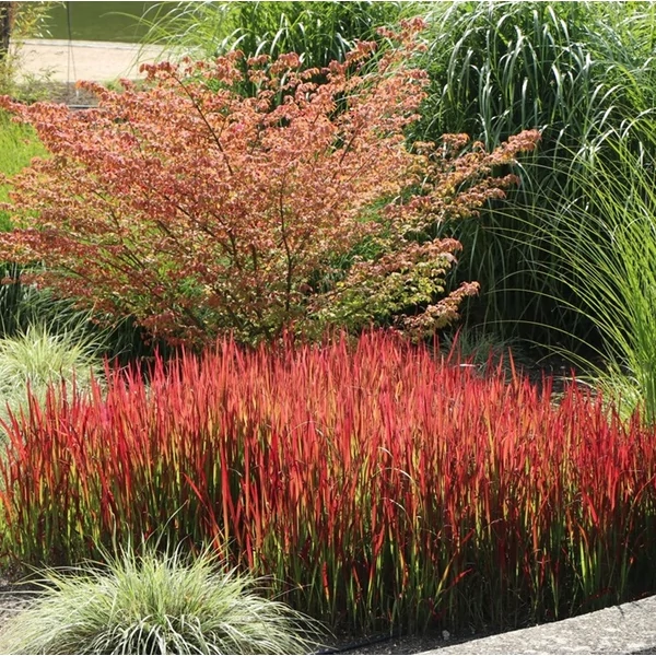 Imperata cylindrica 'Red Baron' - Alangfű