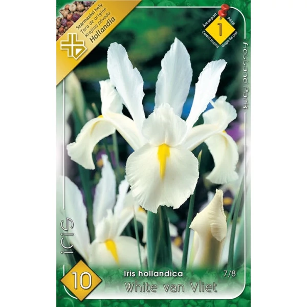 Iris hollandica 'White van Vliet' - Holland írisz