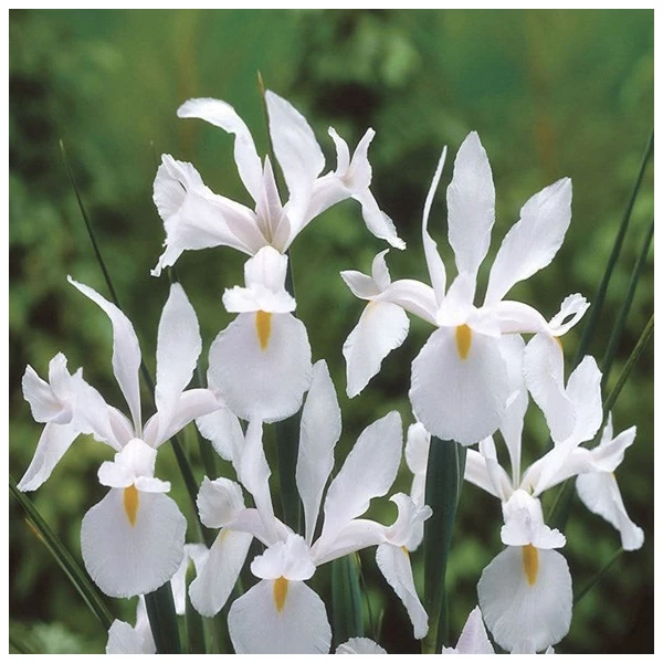 Iris hollandica 'White van Vliet' - Holland írisz