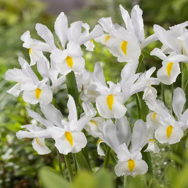 Iris hollandica 'White van Vliet' - Holland írisz