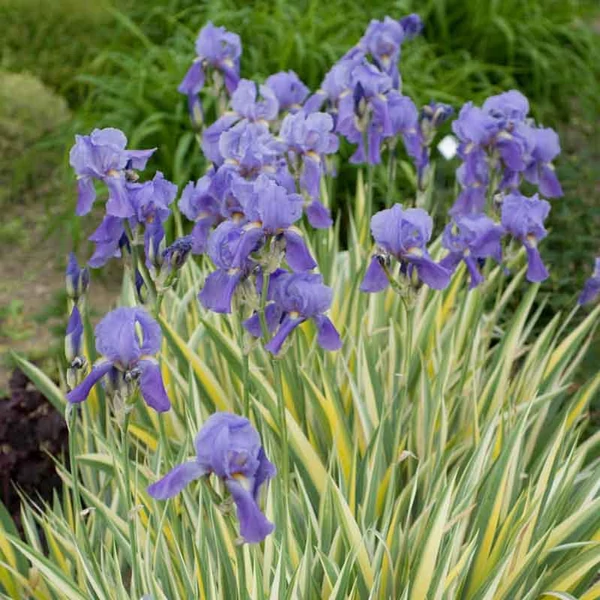 Iris pallida 'Variegata' – Tarka dalmát nőszirom
