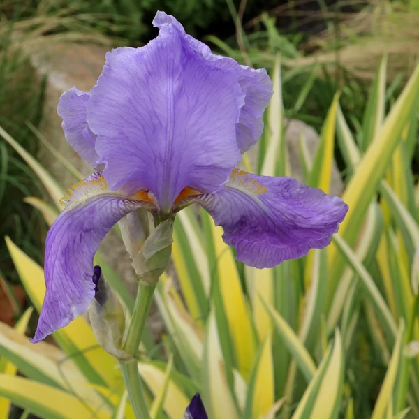 Iris pallida 'Variegata' – Tarka dalmát nőszirom