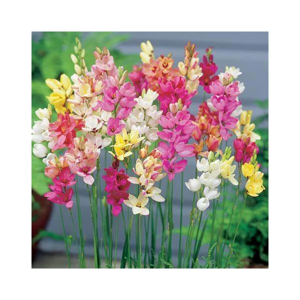 Ixia - Lépliliom, színkeverék