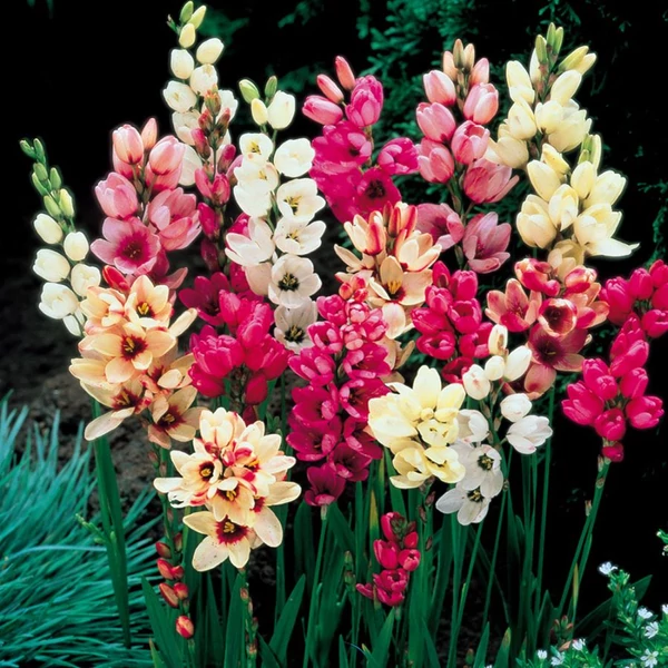 Ixia - Lépliliom, színkeverék