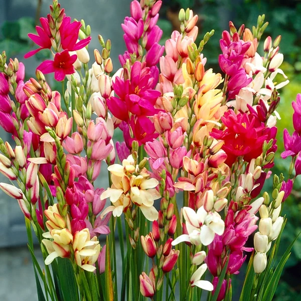 Ixia - Lépliliom, színkeverék
